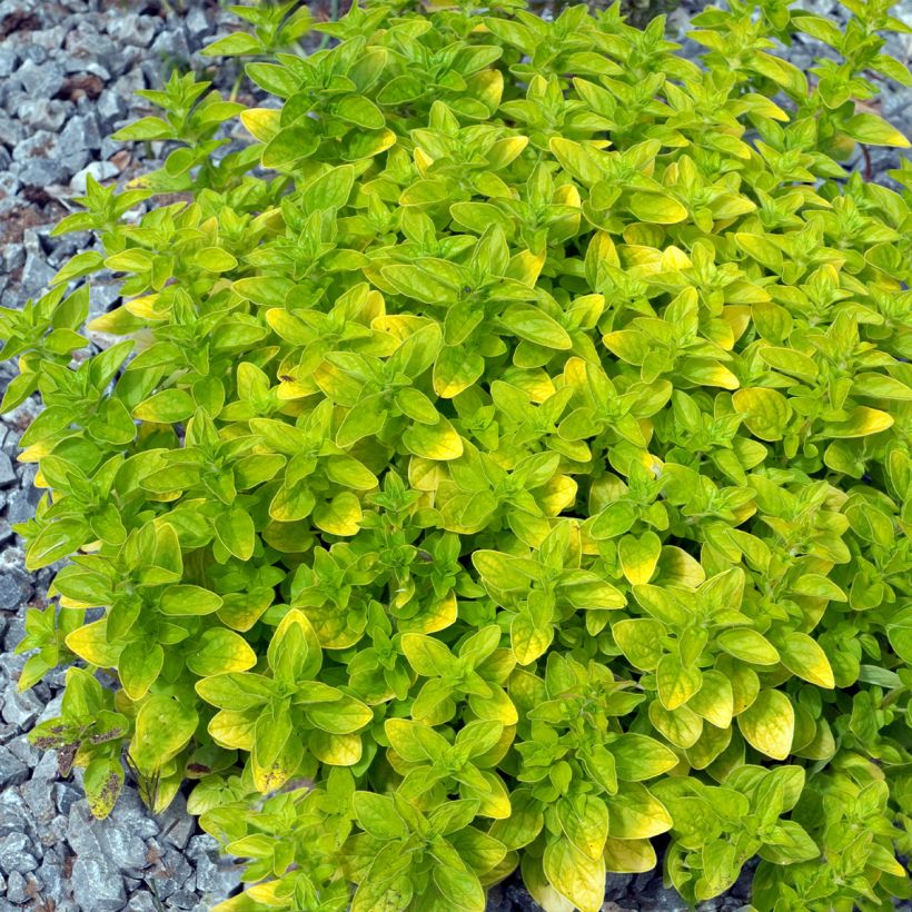 Origanum vulgare Thumbles Variety - Oregano (Groeiplaats)