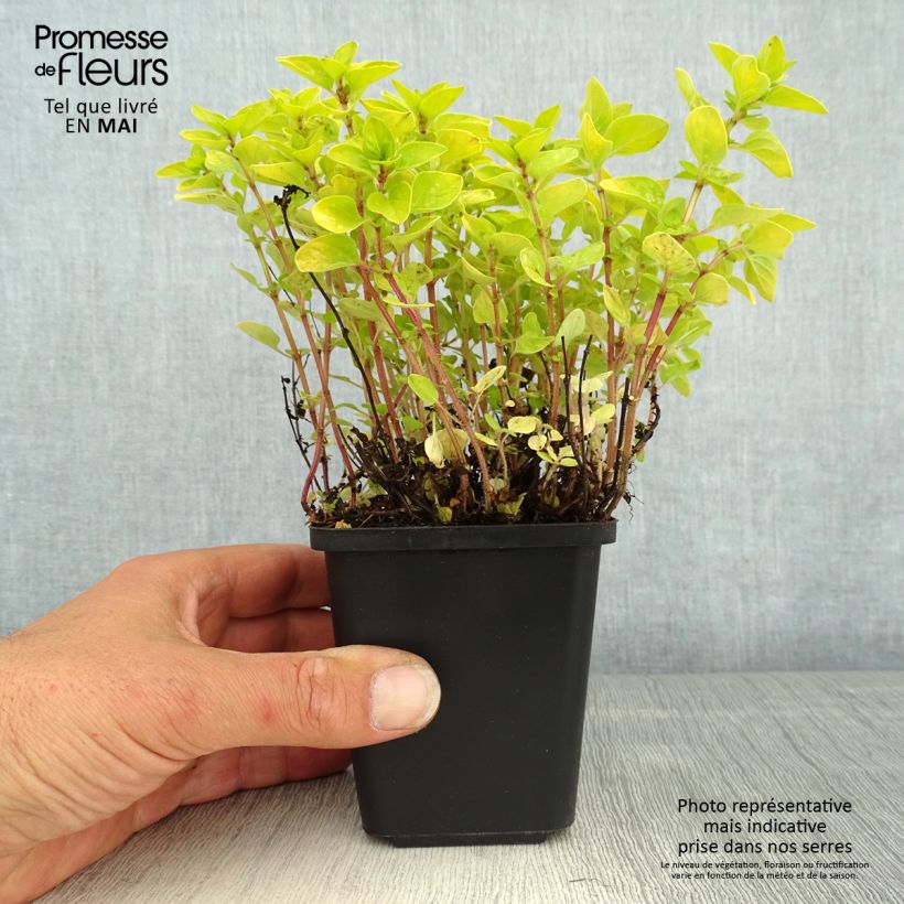 Exemplaar van Origanum vulgare Thumbles Variety - Oregano Kweekpotje van 8/9 cm zoals geleverd in de lente