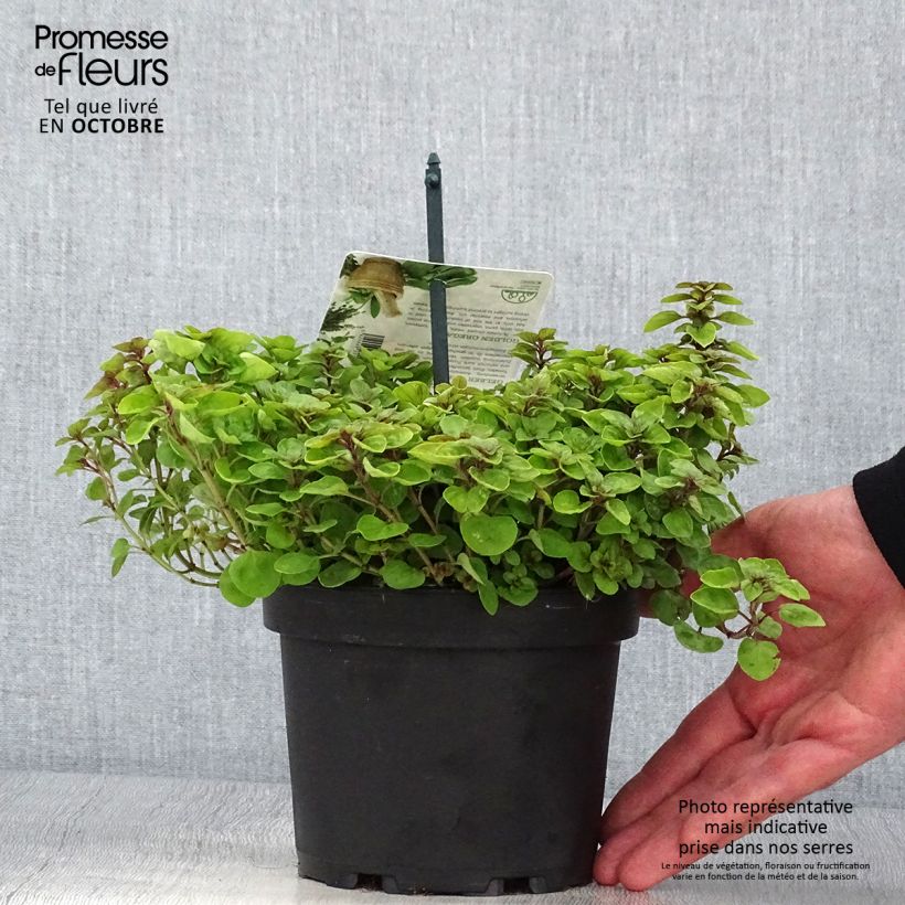Exemplaar van Origanum vulgare Thumbles Variety - Origan commun doré Pot de 1,5L/2L zoals geleverd in de herfst