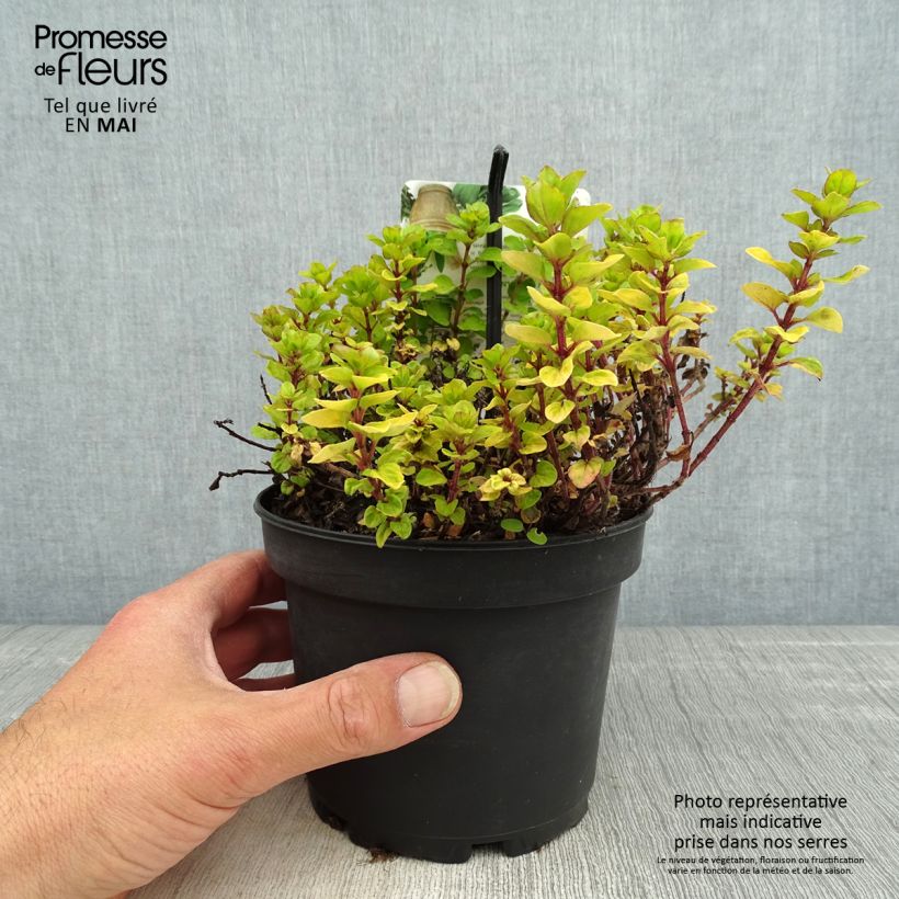 Exemplaar van Origanum vulgare Thumbles Variety - Oregano Pot van 1,5 l/2 l zoals geleverd in de lente
