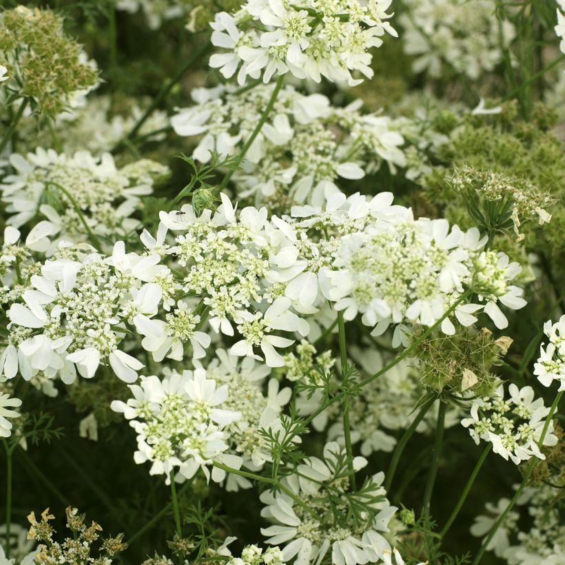 Orlaya grandiflora (zaad) - Straalscherm (Bloei)