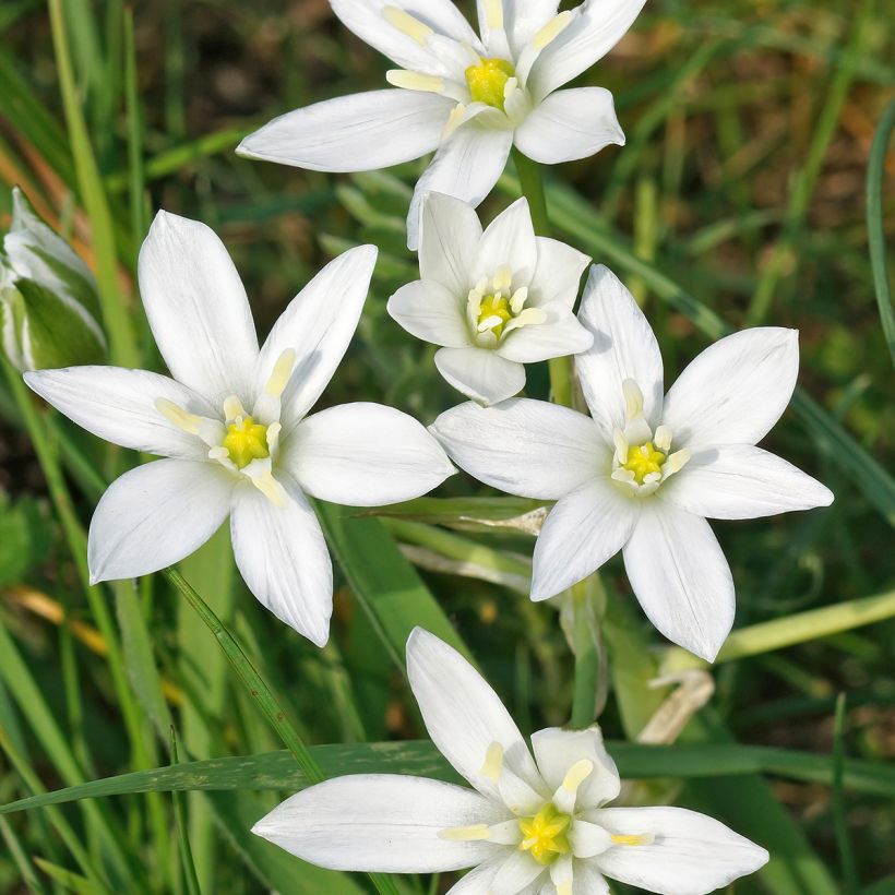 Ornithogalum umbellatum - Gewone vogelmelk (Bloei)