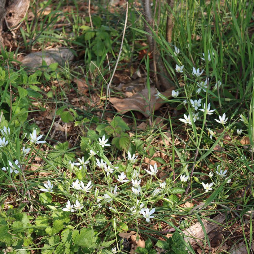 Ornithogalum umbellatum - Gewone vogelmelk (Groeiplaats)