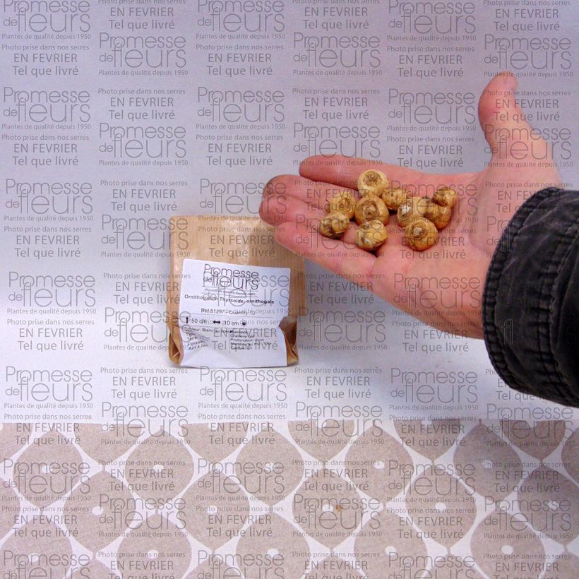 Voorbeeld van een exemplaar van Ornithogalum thyrsoides - Zuidenwindlelie Bol kaliber 5+ zoals geleverd