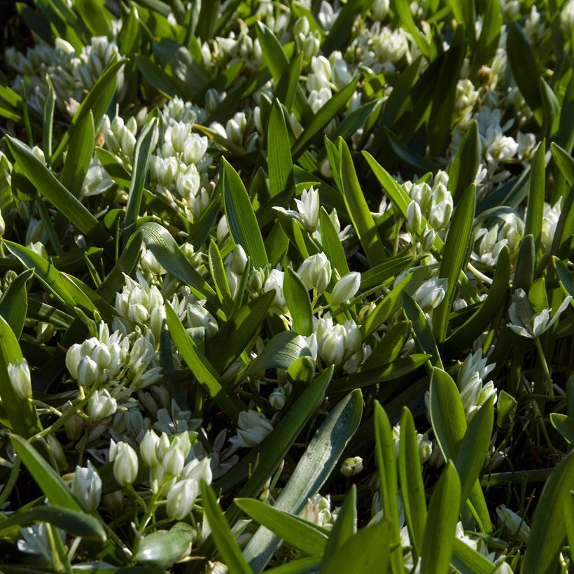 Ornithogalum balansae - Breedbladige vogelmelk (Groeiplaats)