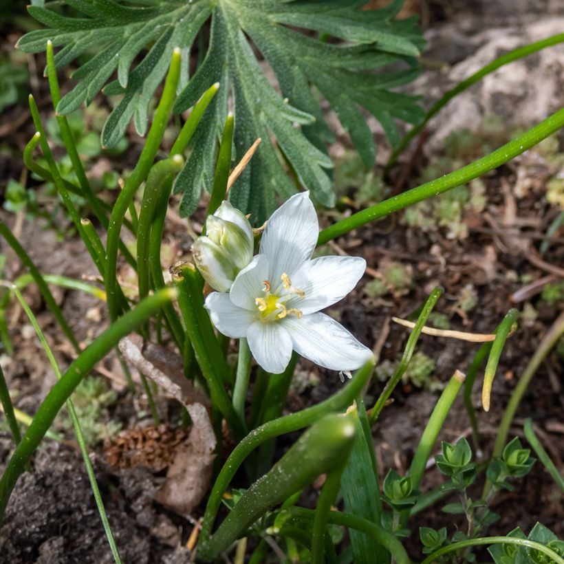 Ornithogalum oligophyllum White Trophy - Vogelmelk (Bloei)