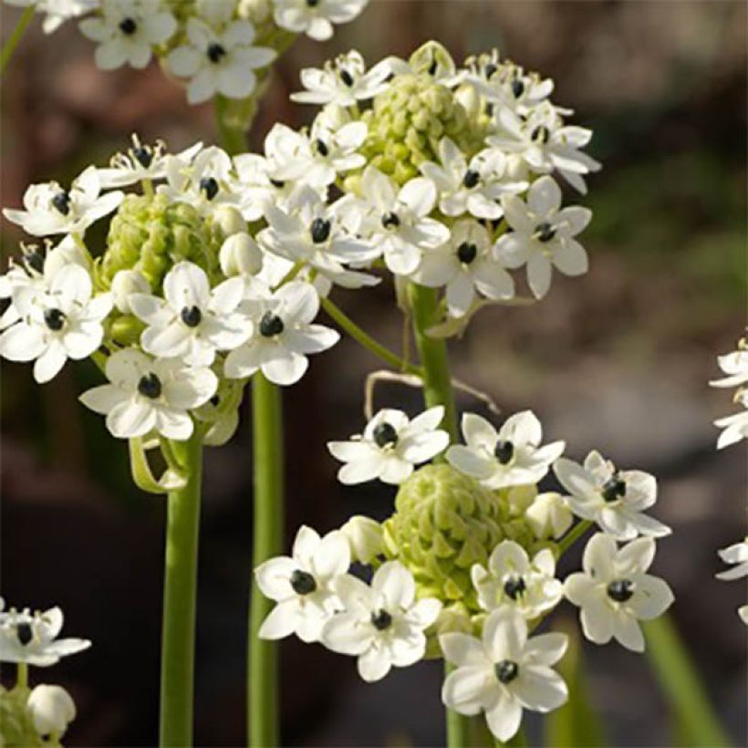Ornithogalum saundersiae - Vogelmelk (Bloei)