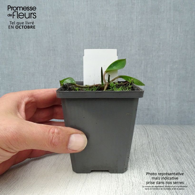 Exemplaar van Orontium aquaticum - Goudknots Kweekpotje van 8/9 cm zoals geleverd in de herfst