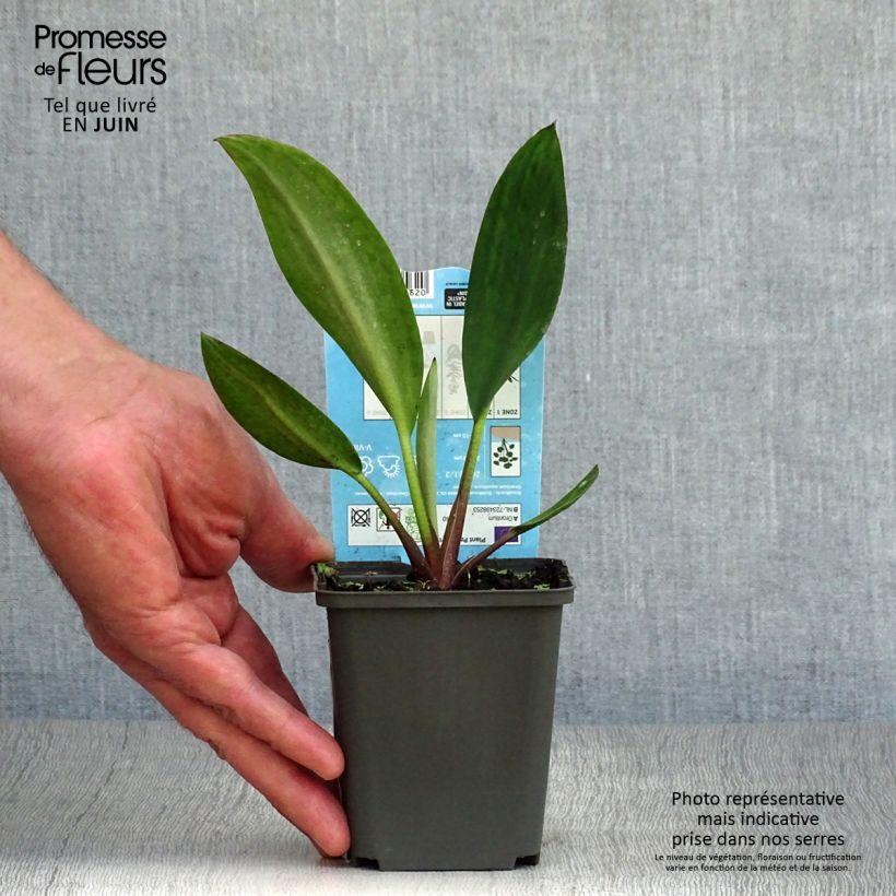 Exemplaar van Orontium aquaticum - Goudknots Kweekpotje van 8/9 cm zoals geleverd in de zomer