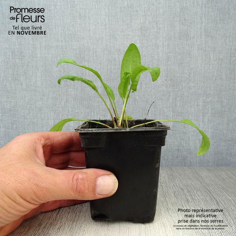 Exemplaar van Spinaziezuring BIO - Rumex patientia Kweekpotje van 8/9 cm zoals geleverd in de herfst