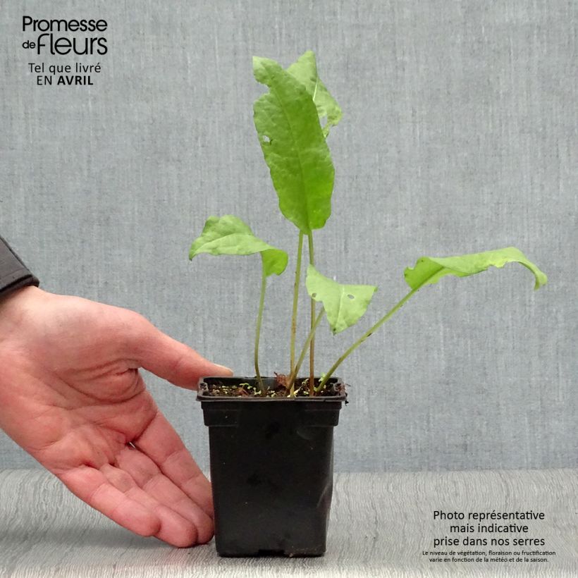 Example of Spinaziezuring BIO - Rumex patientia Kweekpotje van 8/9 cm as you get in printemps