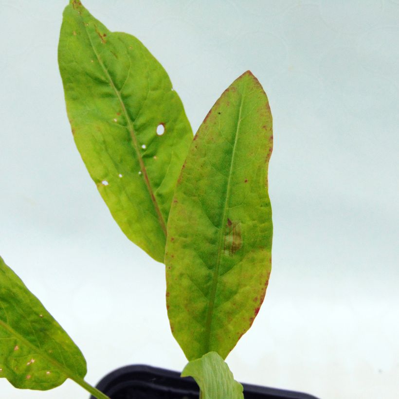 Spinaziezuring BIO - Rumex patientia (Foliage)