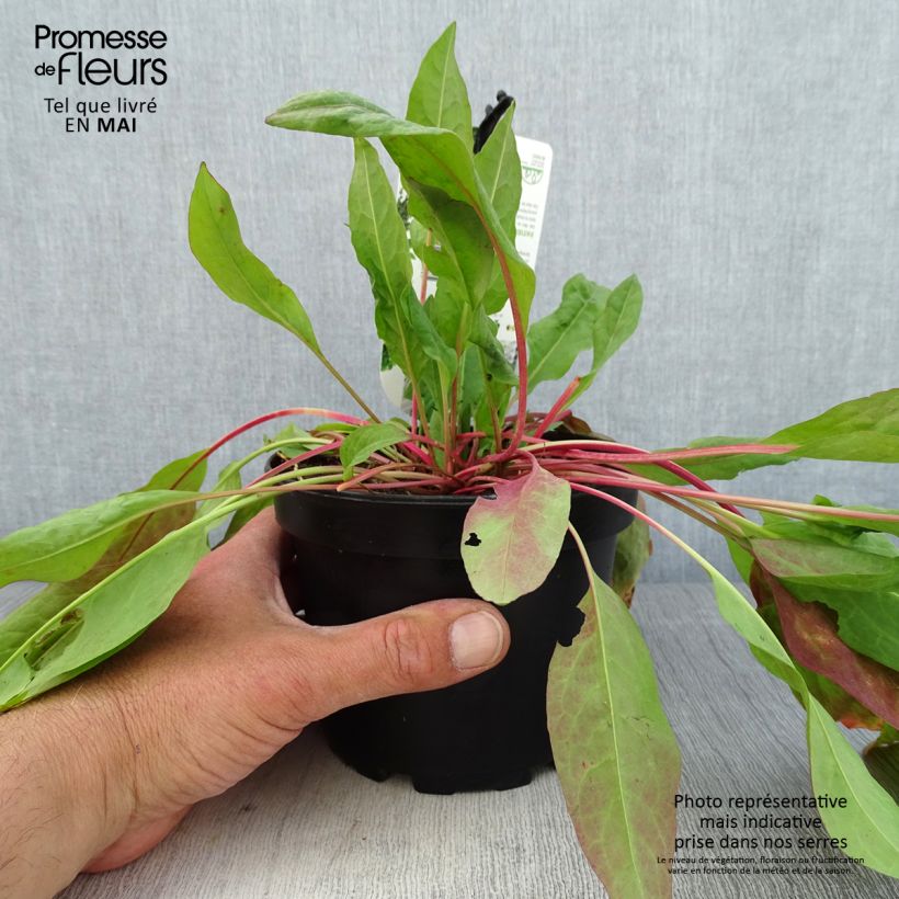 Exemplaar van Spinaziezuring - Rumex patientia Pot van 1,5 l/2 l zoals geleverd in de lente