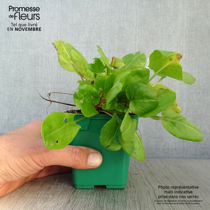 Exemplaar van Spaanse zuring - Rumex scutatus (jonge planten) Pot van 10 cm/11 cm zoals geleverd in de herfst