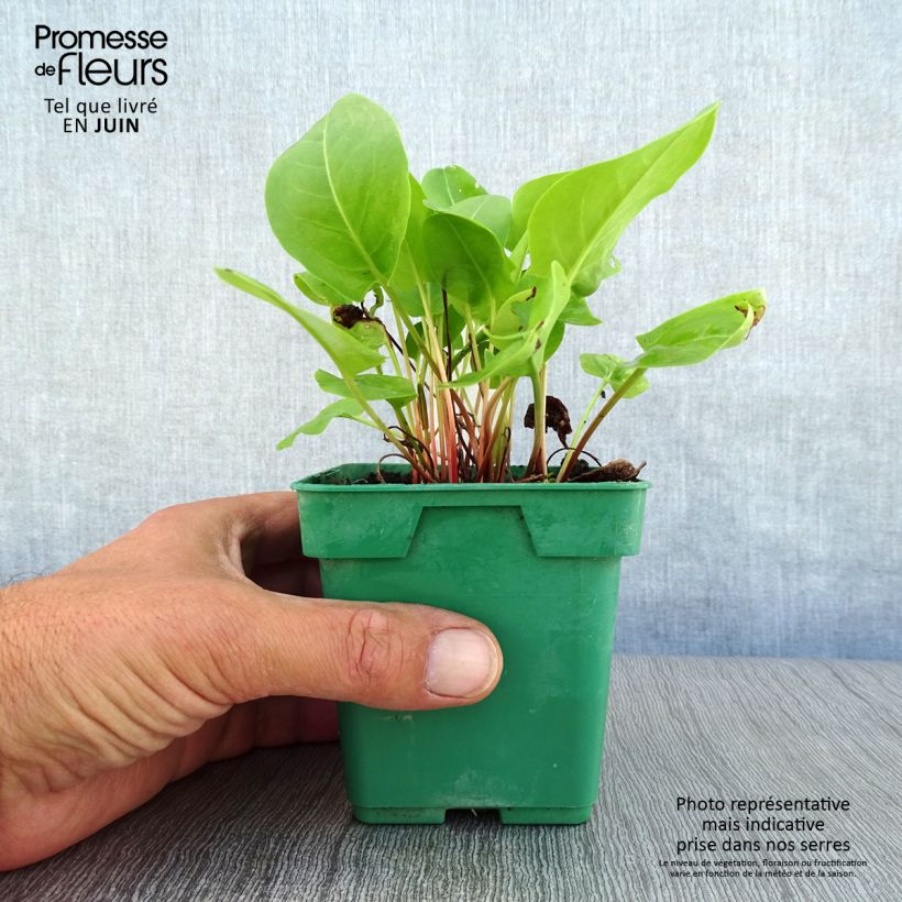 Exemplaar van Spaanse zuring - Rumex scutatus (jonge planten) Pot van 10 cm/11 cm zoals geleverd in de zomer