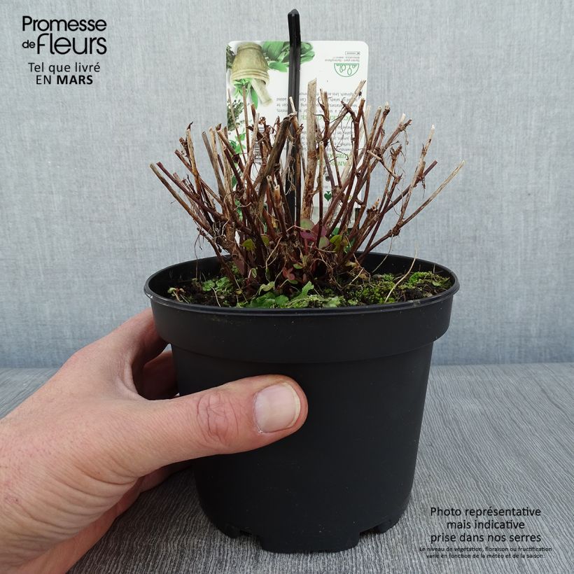 Exemplaar van Oseille douce - Rumex scutatus en plants Pot de 1,5L/2L zoals geleverd in de winter