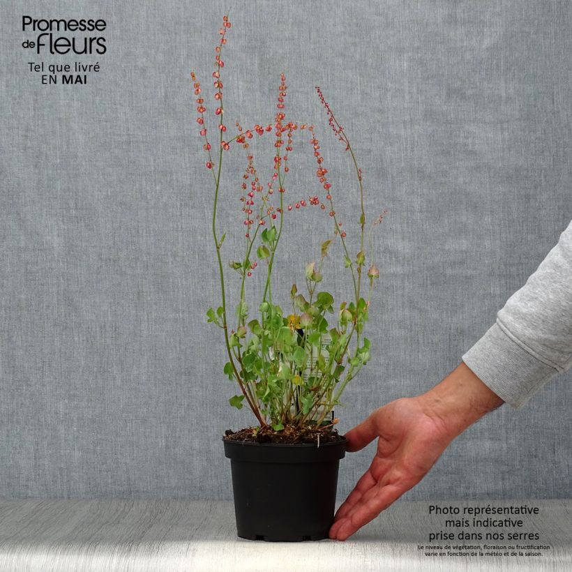Exemplaar van Spaanse zuring - Rumex scutatus (jonge planten) Pot van 1,5 l/2 l zoals geleverd in de lente
