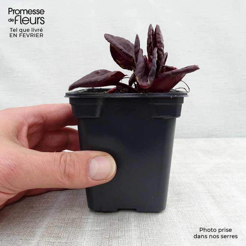 Example of Spaanse zuring Purpurea BIO Kweekpotje van 8/9 cm as you get in hiver