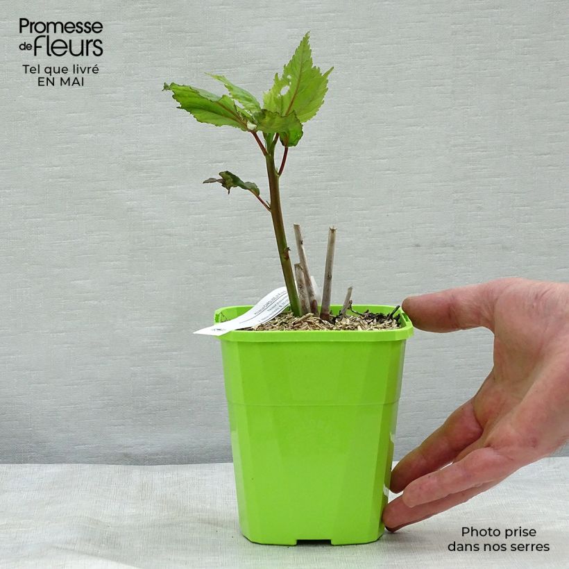 Example of Rumex acetosa - Veldzuring Kweekpotje van 8/9 cm as you get in printemps