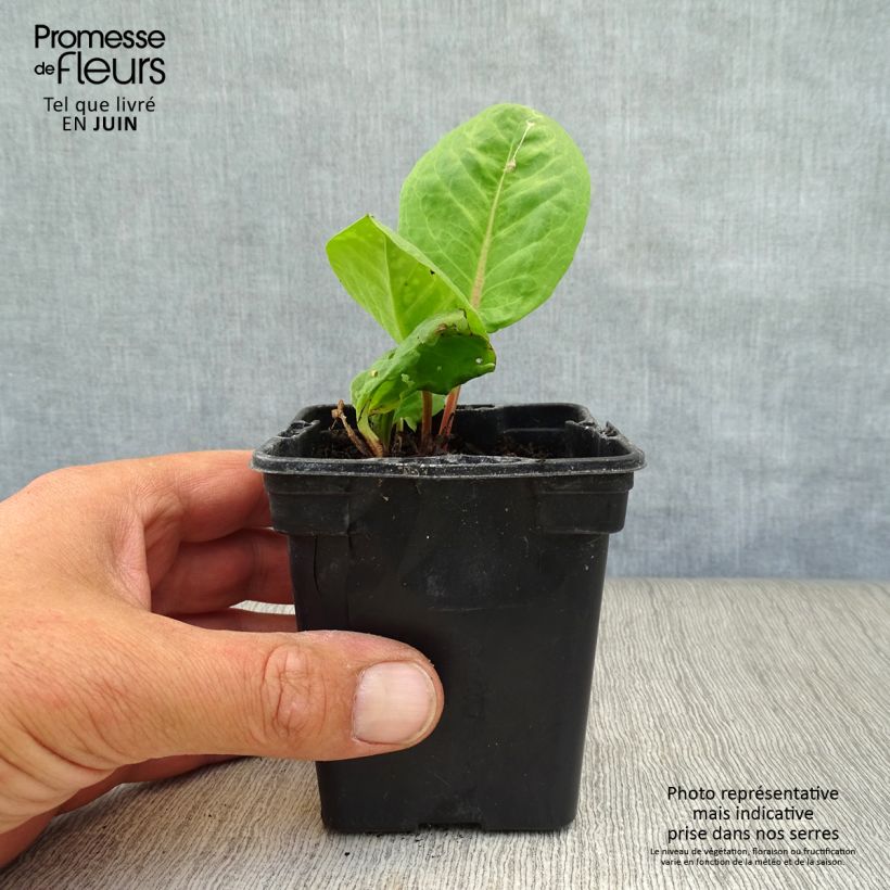 Exemplaar van Bergzuring - Rumex arifolius Kweekpotje van 8/9 cm zoals geleverd in de zomer