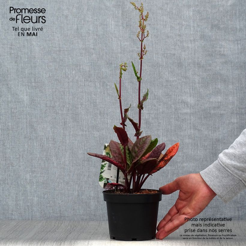 Example of Bergzuring Ruber Pot van 1,5 l/2 l as you get in printemps
