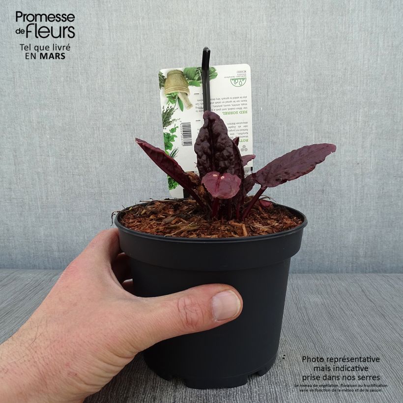 Exemplaar van Oseille vierge rouge - Rumex arifolius Ruber Pot de 1,5L/2L zoals geleverd in de winter