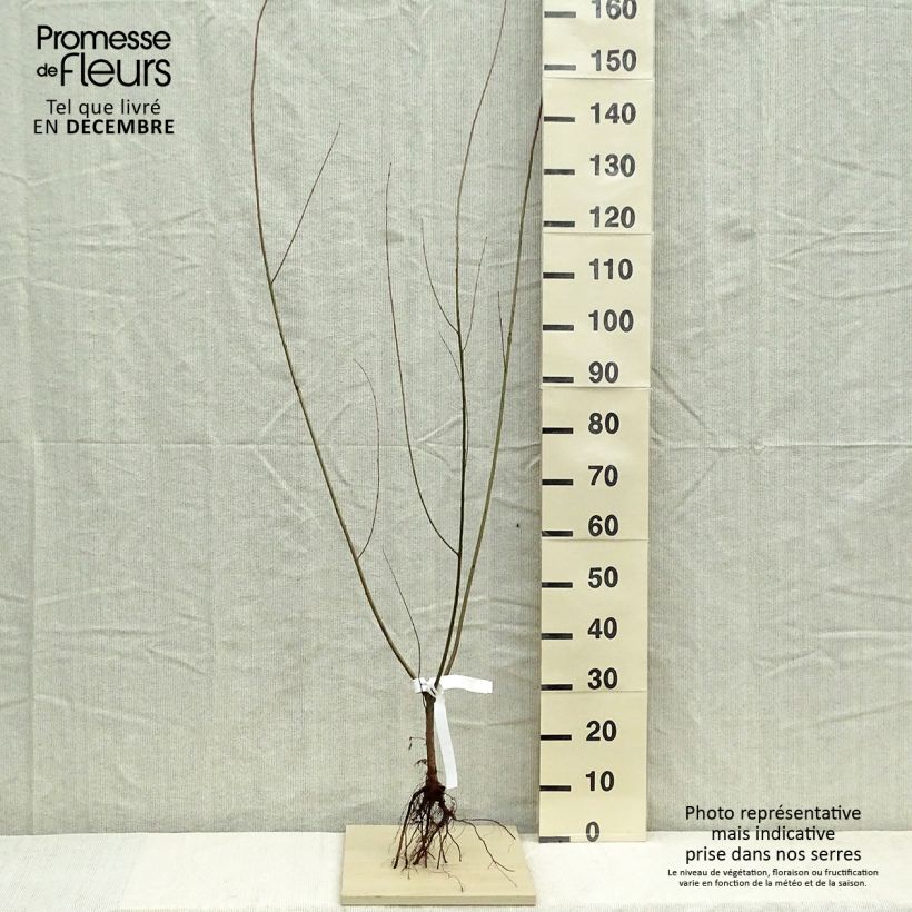 Exemplaar van Salix purpurea - Bittere wilg Naakte wortel, Struik zoals geleverd in de winter