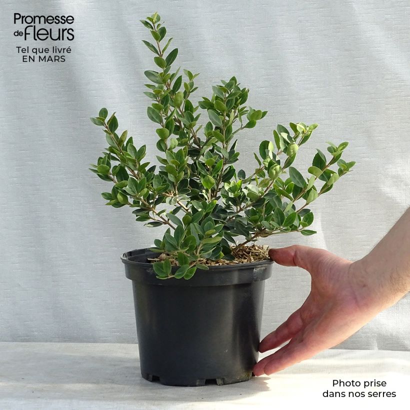 Exemplaar van Osmanthus delavayi Heaven Scent - Schijnhulst Pot van 3 l/4 l zoals geleverd in de winter