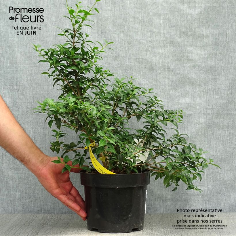 Exemplaar van Osmanthus burkwoodii - Schijnhulst Pot van 2 l/3 l zoals geleverd in de zomer
