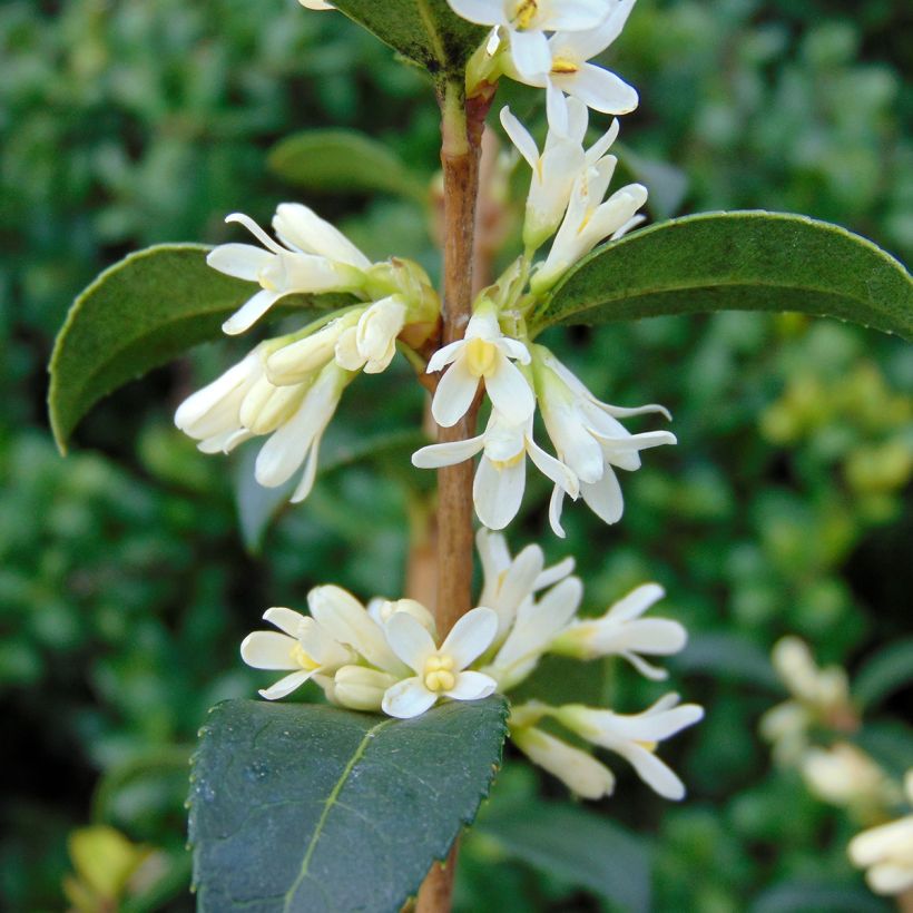 Osmanthus burkwoodii - Schijnhulst (Bloei)