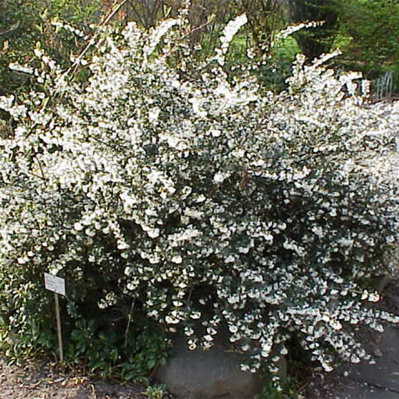 Osmanthus delavayi - Schijnhulst (Plant habit)