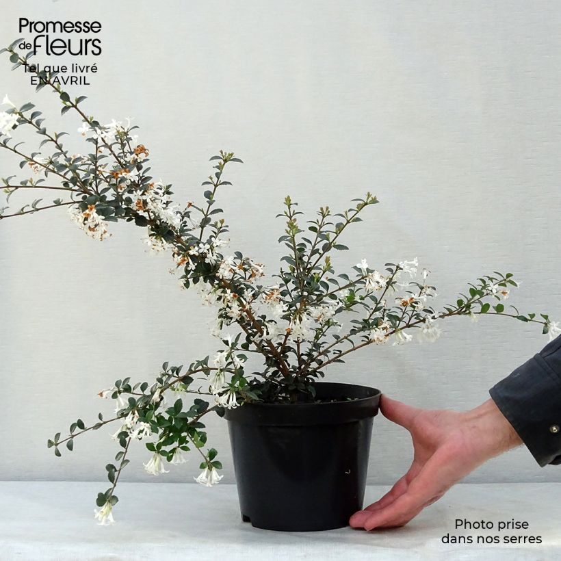 Example of Osmanthus delavayi - Schijnhulst Pot van 2 l/3 l as you get in printemps