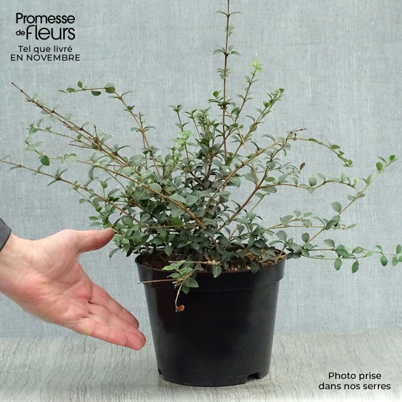 Exemplaar van Osmanthus delavayi - Schijnhulst Pot van 2 l/3 l zoals geleverd in de herfst