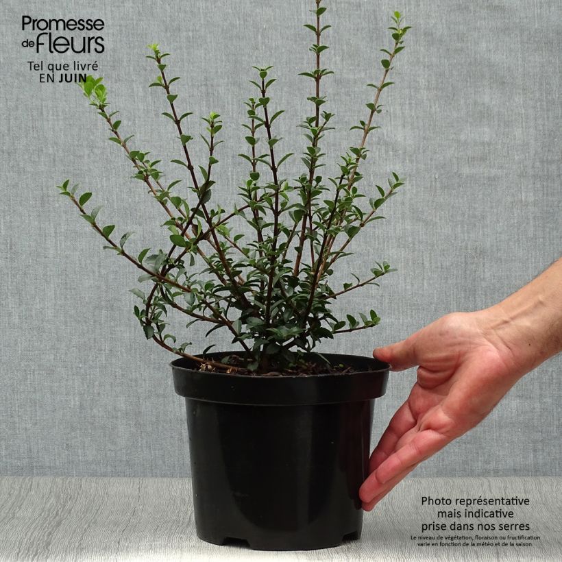 Exemplaar van Osmanthus delavayi - Schijnhulst Pot van 2 l/3 l zoals geleverd in de zomer