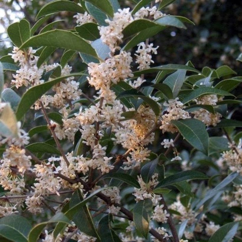 Osmanthus fortunei - Schijnhulst (Bloei)