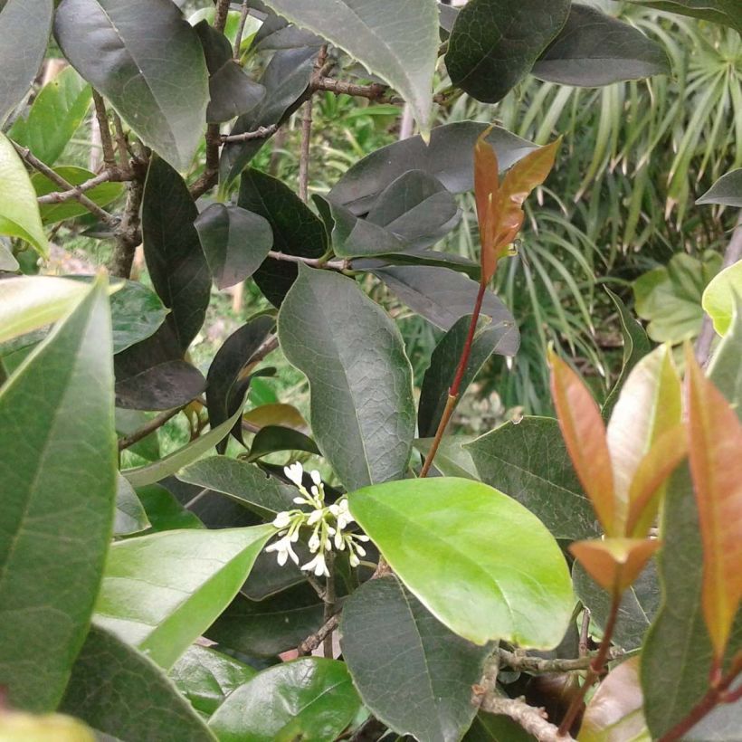 Osmanthus fragrans - Schijnhulst (Blad)