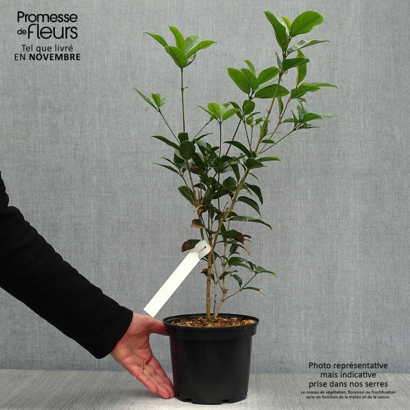 Exemplaar van Osmanthus fragrans - Schijnhulst Pot van 2 l/3 l zoals geleverd in de herfst