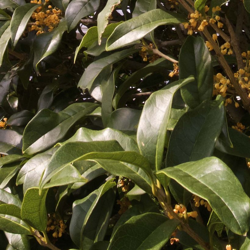 Osmanthus fragrans Aurantiacus - Schijnhulst (Blad)