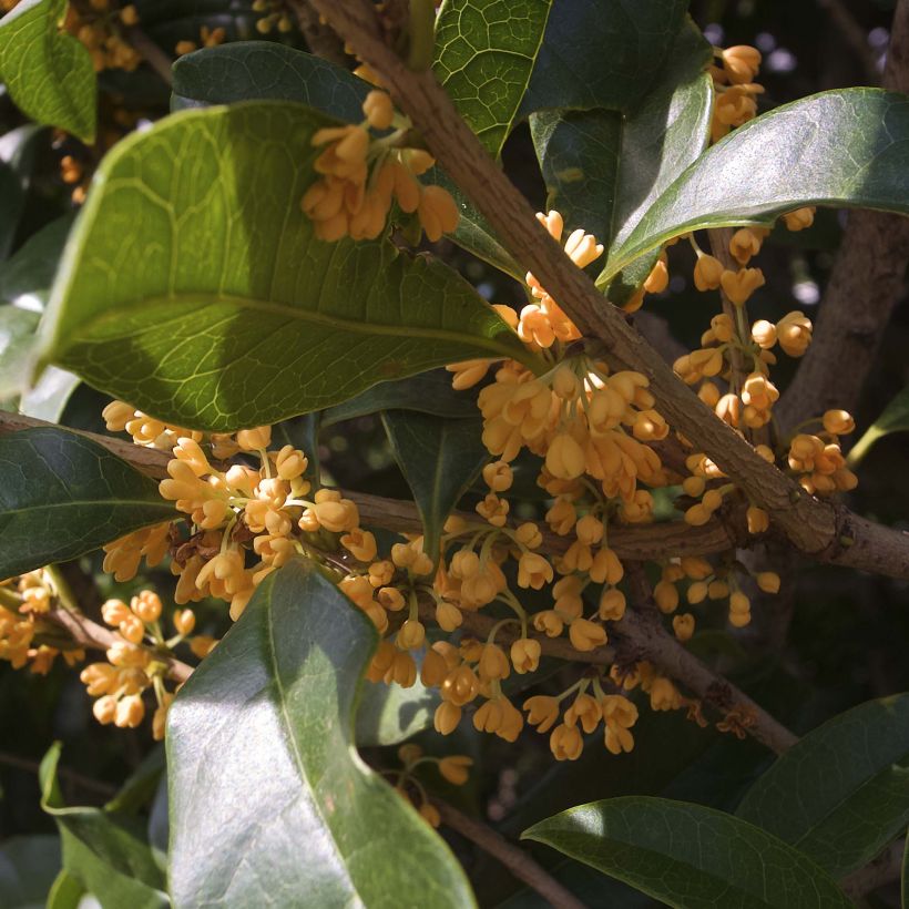 Osmanthus fragrans Aurantiacus - Schijnhulst (Bloei)