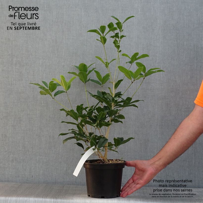 Exemplaar van Osmanthus fragrans Aurantiacus - Schijnhulst Pot van 2 l/3 l zoals geleverd in de zomer