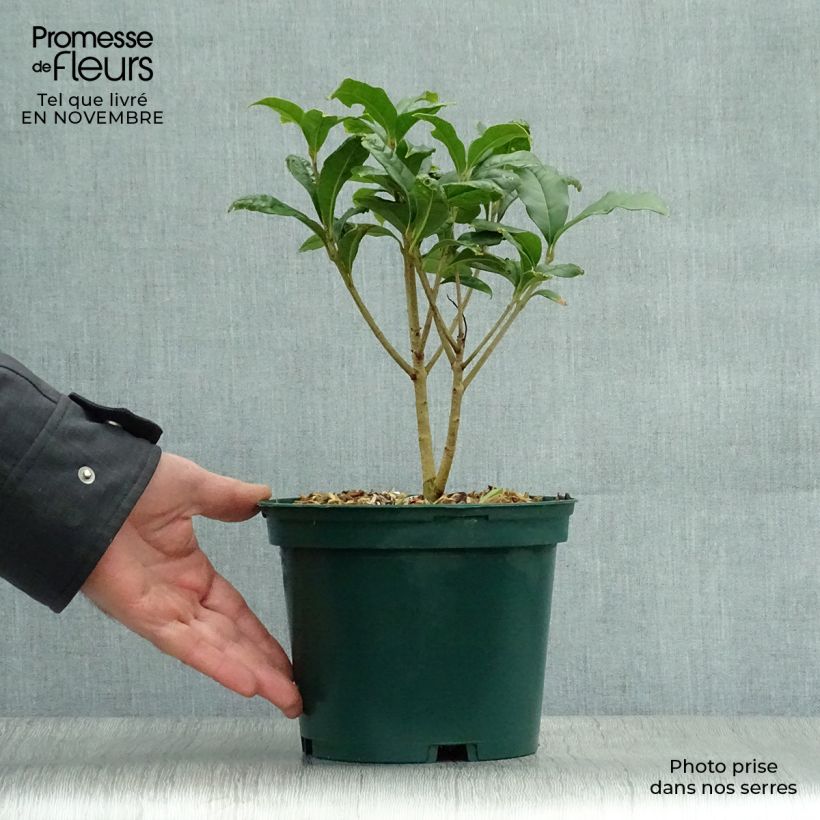 Exemplaar van Osmanthus fragrans Aurantiacus - Schijnhulst Pot van 2 l/3 l zoals geleverd in de herfst