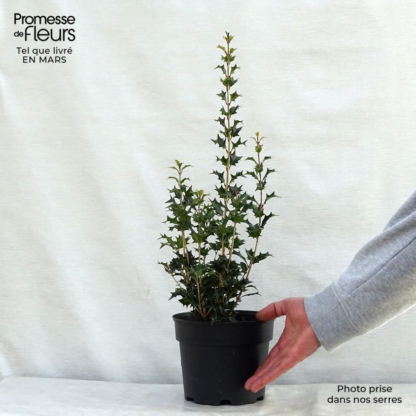 Example of Osmanthus heterophyllus Gulftide - Schijnhulst Pot van 2 l/3 l as you get in printemps