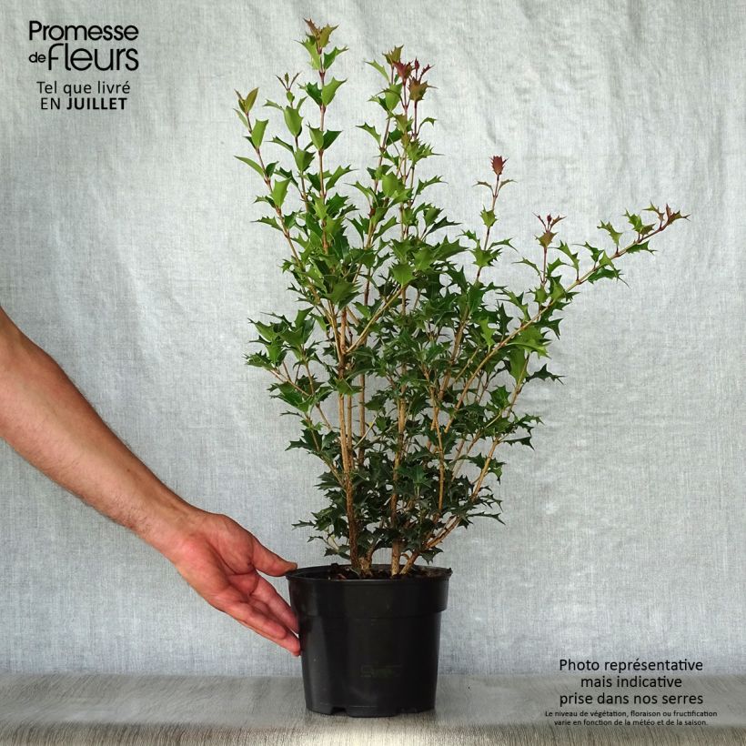 Exemplaar van Osmanthus heterophyllus Gulftide - Schijnhulst Pot van 2 l/3 l zoals geleverd in de zomer