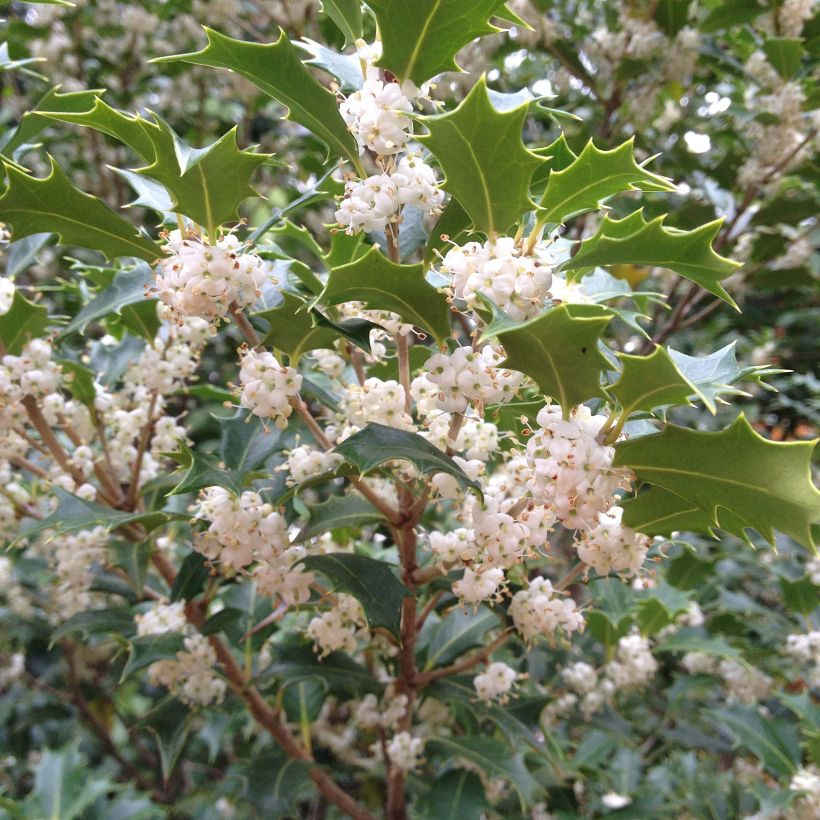 Osmanthus heterophyllus Gulftide - Schijnhulst (Flowering)