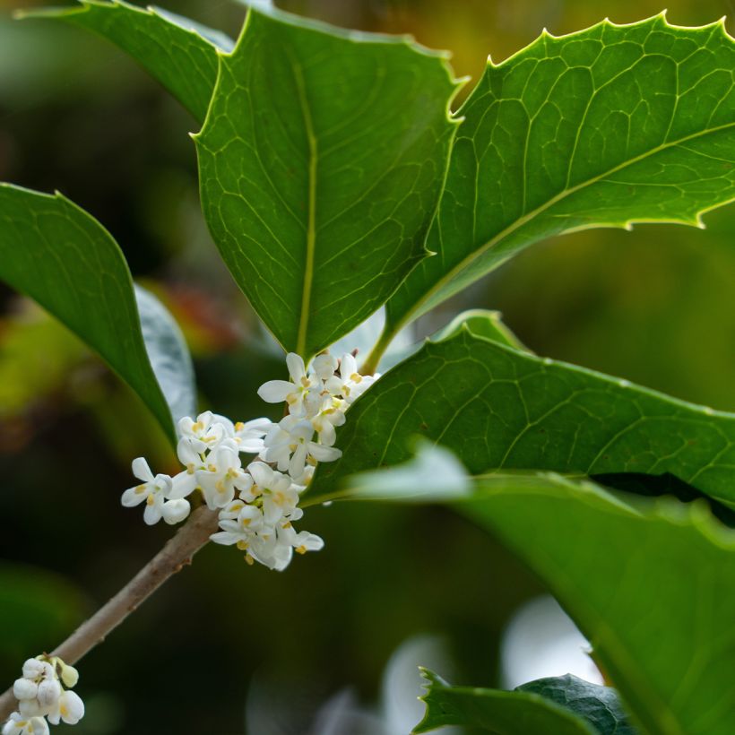Osmanthus heterophyllus - Schijnhulst (Bloei)