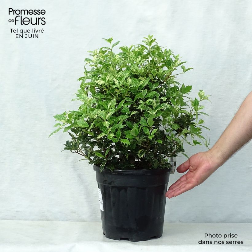 Exemplaar van Osmanthus heterophyllus Tricolor - Schijnhulst Pot van 7,5 l/10 l zoals geleverd in de zomer