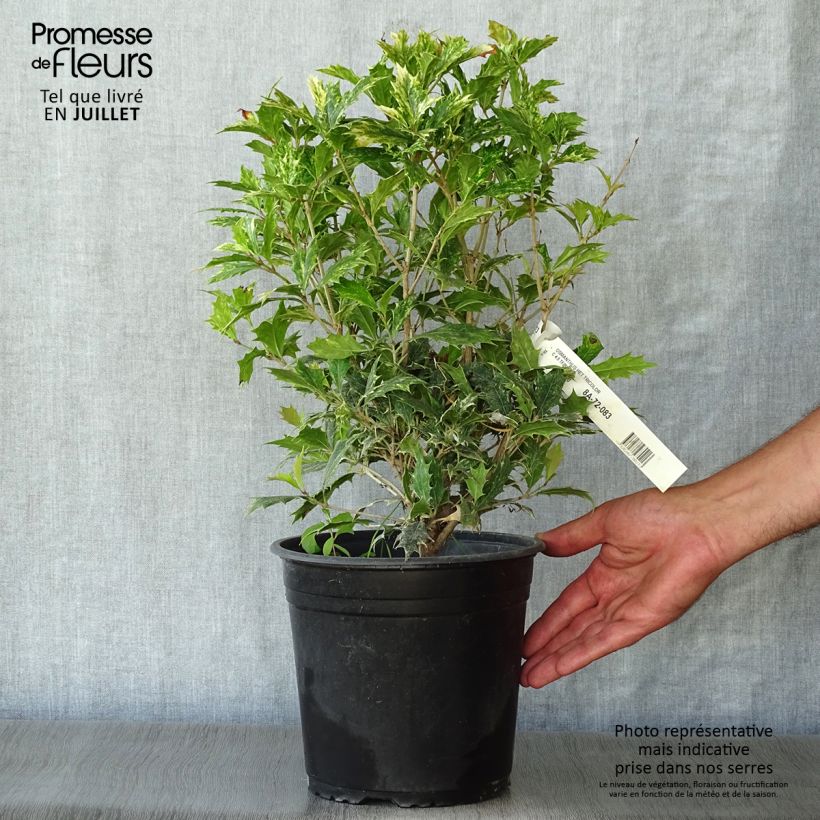 Exemplaar van Osmanthus heterophyllus Tricolor - Schijnhulst Pot van 4 l/5 l zoals geleverd in de zomer