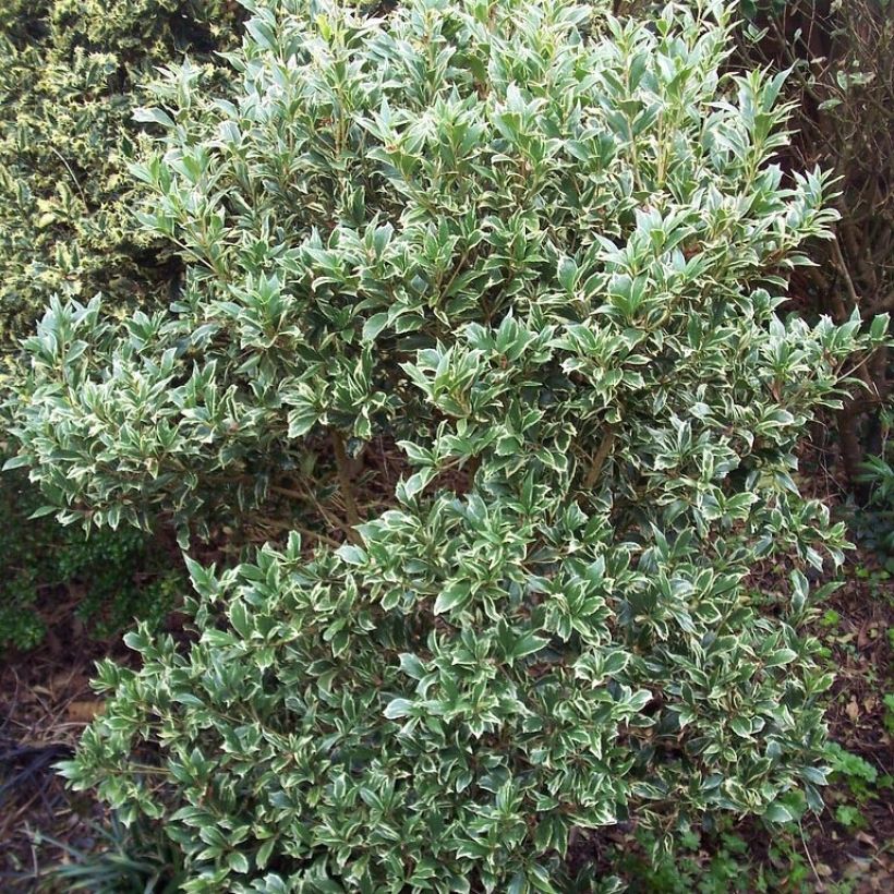 Osmanthus heterophyllus Variegatus - Schijnhulst (Groeiplaats)
