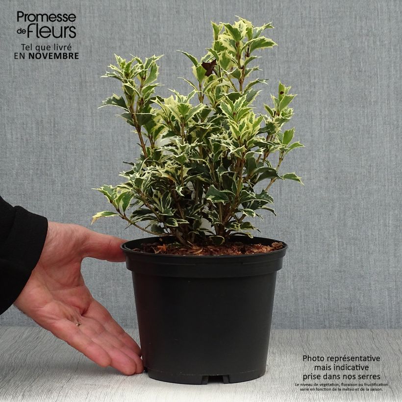 Exemplaar van Osmanthus heterophyllus Variegatus - Schijnhulst Pot van 2 l/3 l zoals geleverd in de herfst
