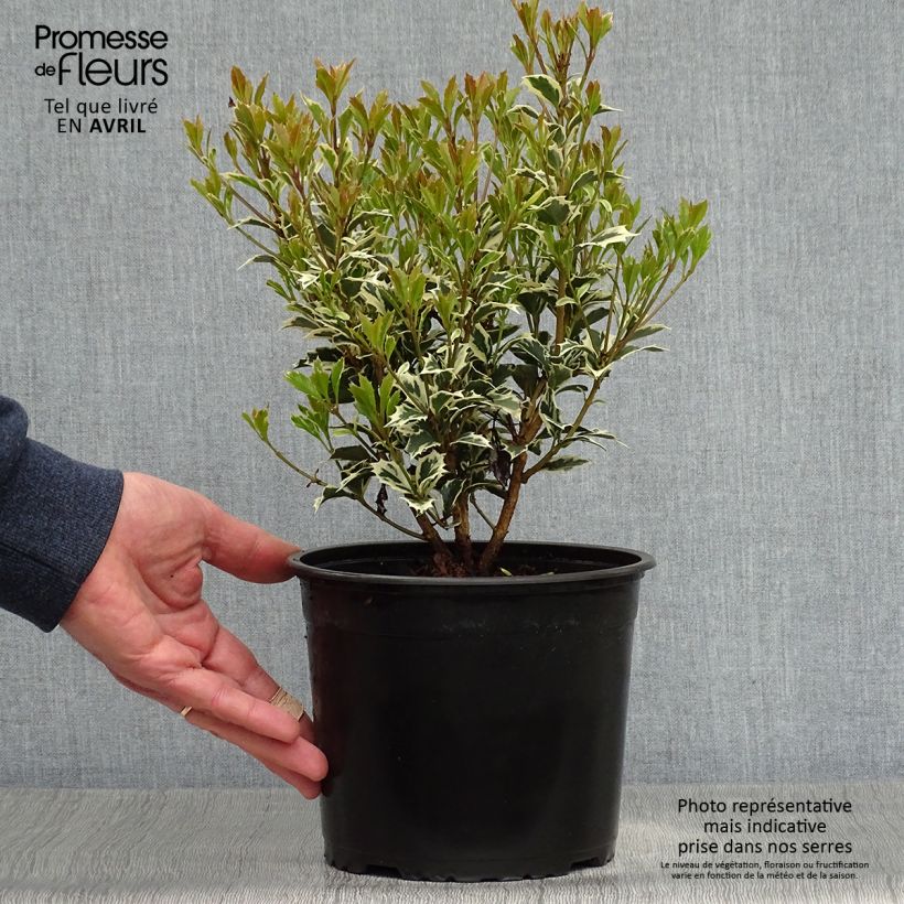 Exemplaar van Osmanthus heterophyllus Variegatus - Schijnhulst Pot van 2 l/3 l zoals geleverd in de lente